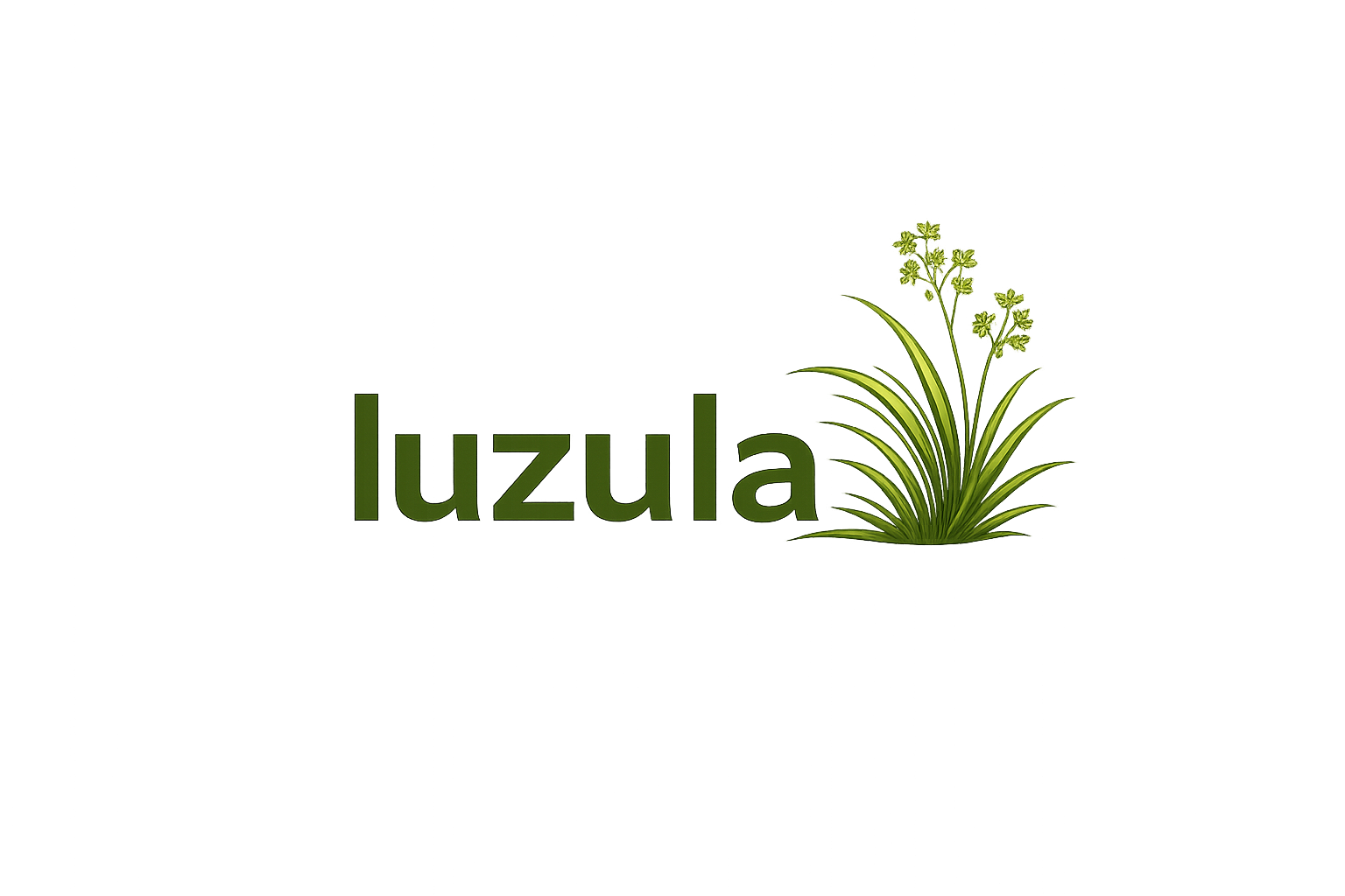 Luzula